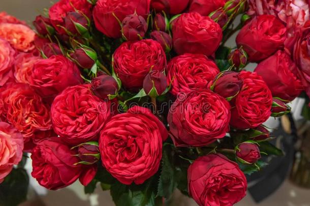 异国的玫瑰从猩红色红色的精英现代的种种采用指已提到的人布克