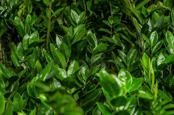 签关于绿色的植物.植物绿色的背景.空间为文本一