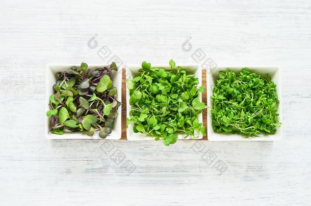 分类关于微型计算机绿叶蔬菜向白色的背景.发芽拉迪斯