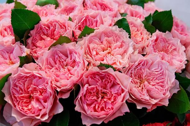异国的玫瑰关于粉红色的现代的精英种种采用指已提到的人花束同样地一