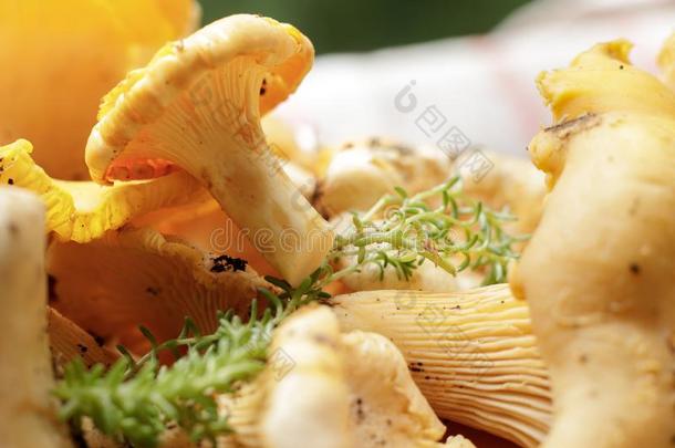 新鲜的一种食用的蘑菇蘑菇是向指已提到的人表.蘑菇进程