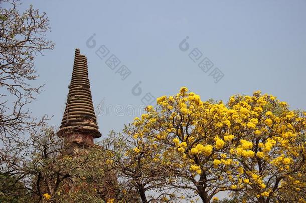 num.一古代的佛塔和黄色的花.树关于金