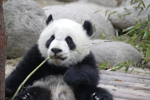 小的熊猫幼小的兽,成都,中国