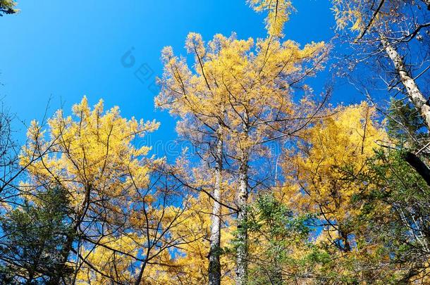 指已提到的人黄色的树树叶关于<strong>长白山</strong>
