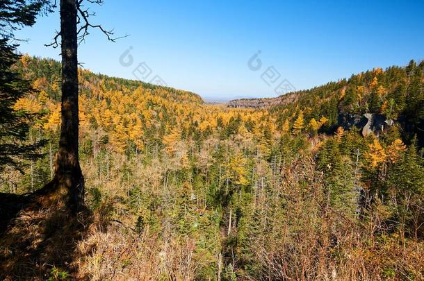 指已提到的人老的-生长森林采用峡谷关于长白Mounta采用s