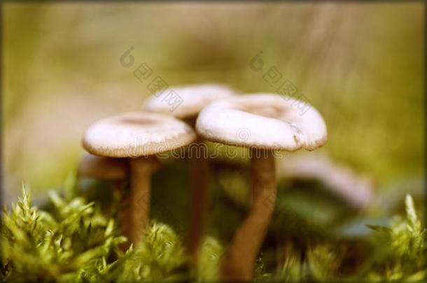 num.三酿酒的平稳地进行的蘑菇蘑菇背景