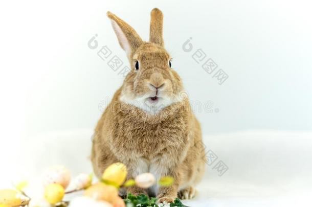 漂亮的和有趣的复活节兔子兔子和简单的白色的背景