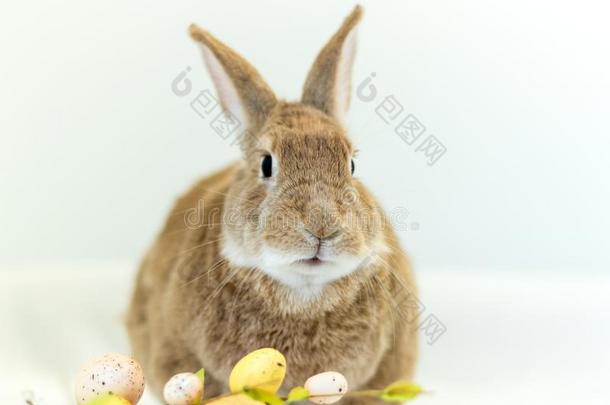 漂亮的和有趣的复活节兔子兔子和简单的白色的背景