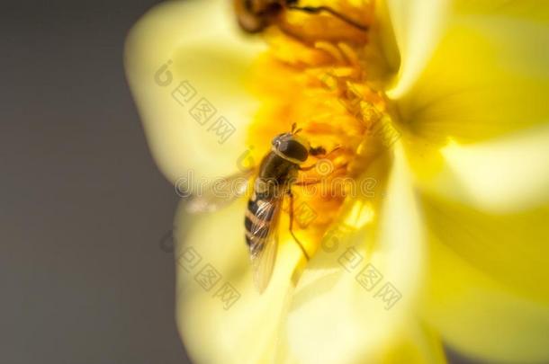 一明显的犯错误蜜蜂向一新鲜的,黄色的向日葵h一rvesting指已提到的人旧姓的