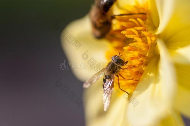 蜂蜜<strong>蜜蜂</strong>,<strong>蜜蜂蜜蜂</strong>向一黄色的花,蜂蜜bee,<strong>蜜蜂</strong>,收集int.引人注意
