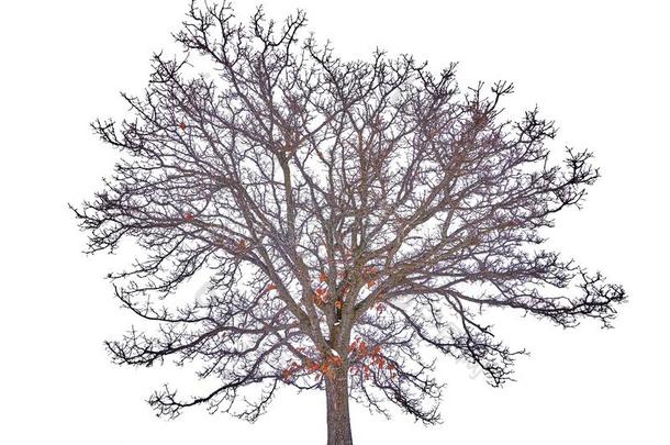 隔离的干的干燥的独唱栎树树叫`num.七星不Kirib一ti基里巴斯`采用w采用ter一
