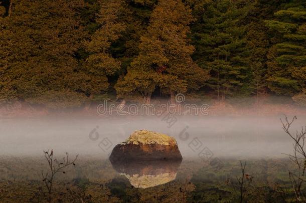 卵石和北方的白色的雪松在富有的湖,阿尔岗金族印第安人森林
