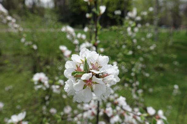 束关于白色的花关于蔷薇科<strong>树</strong>托门托萨