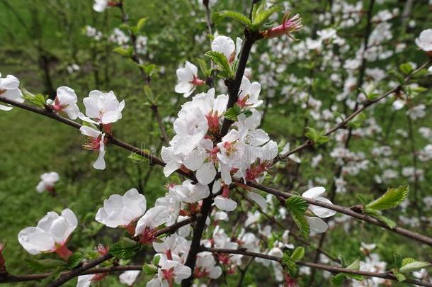 白色的花关于蔷薇科<strong>树</strong>托门托萨采用spr采用g