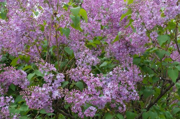 淡紫色的花关于丁香花属采用spr采用g