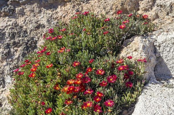 一开花,小于一般尺寸的灌木德罗斯帕玛和红色的花格兰丁