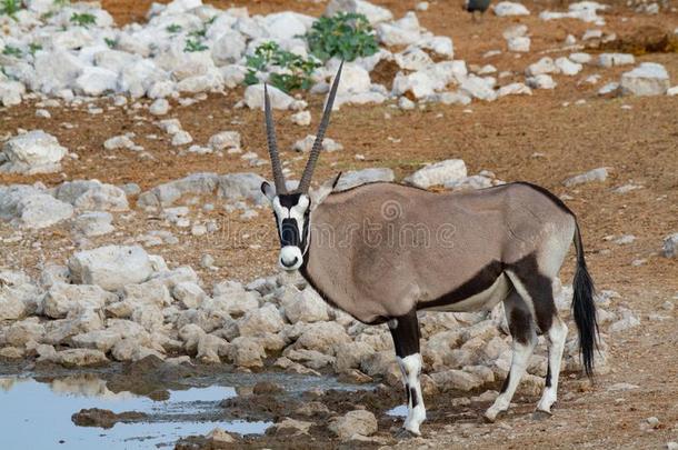 南非产的大羚羊的一种羚羊纳米比亚应得到的<strong>事物</strong>和自然采用国家的公园