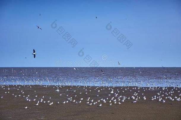 海鸥鸟兽群向和平的海滩