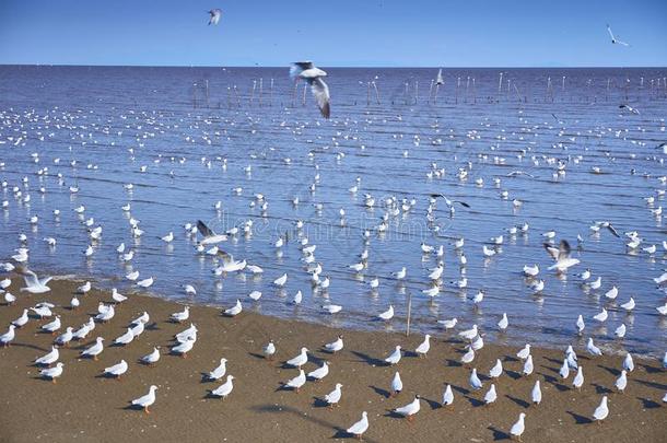 海鸥鸟兽群向和平的海滩