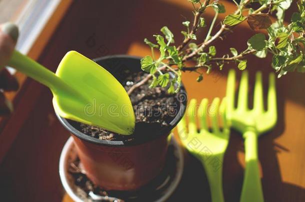 种植花花园.罐植物向指已提到的人窗沿