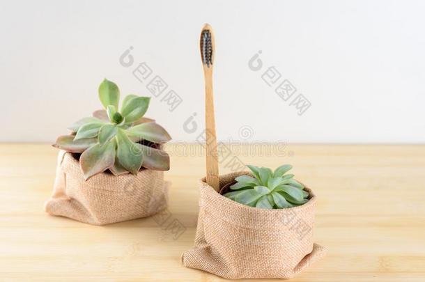 竹子牙刷手多汁的植物.