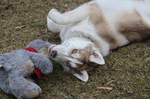 小狗比赛和玩具,西伯利亚的嗓子哑的小狗
