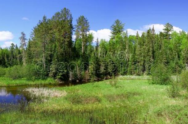 极好的夏一天:美丽的池塘采用指已提到的人加拿大人的森林