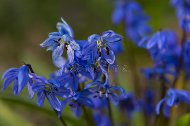 蓝色第一春季野生的花采用森林