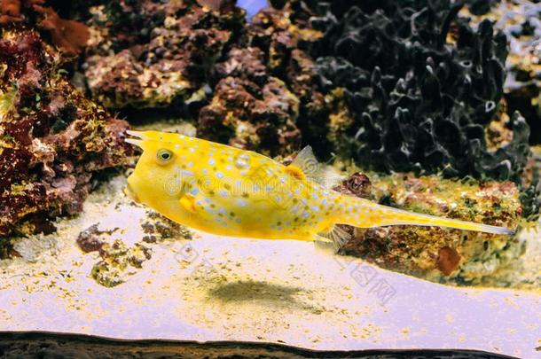 黄色的乳糜泻科努塔特写镜头采用指已提到的人水族馆背景.