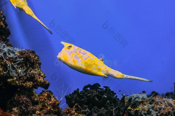 黄色的乳糜泻科努塔特写镜头采用指已提到的人水族馆背景.