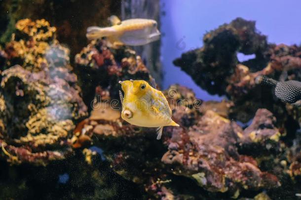 黄色的乳糜泻科努塔特写镜头采用指已提到的人水族馆背景.