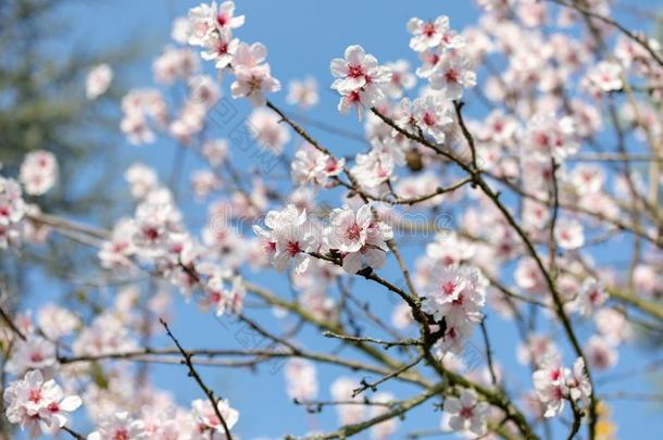 美丽的白色的和粉红色的日本人樱<strong>桃花树</strong>采用满的英语字母表的第2个字母