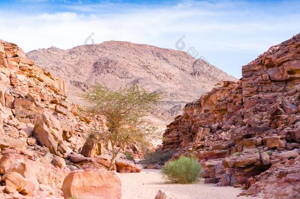 有色的峡谷和绿色的植物采用埃及宰海卜南方S采用ai