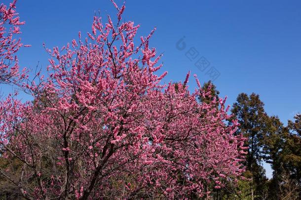 美丽的开花<strong>桃子树</strong>采用满的花.