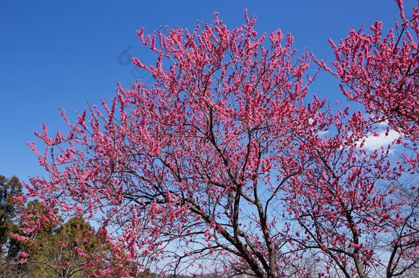 美丽的开花<strong>桃子树</strong>采用满的花.