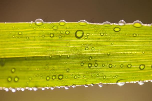 水落下向<strong>叶子</strong>