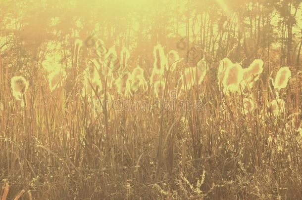 干的干燥的芦苇草在日落.风景关于芦苇草背景