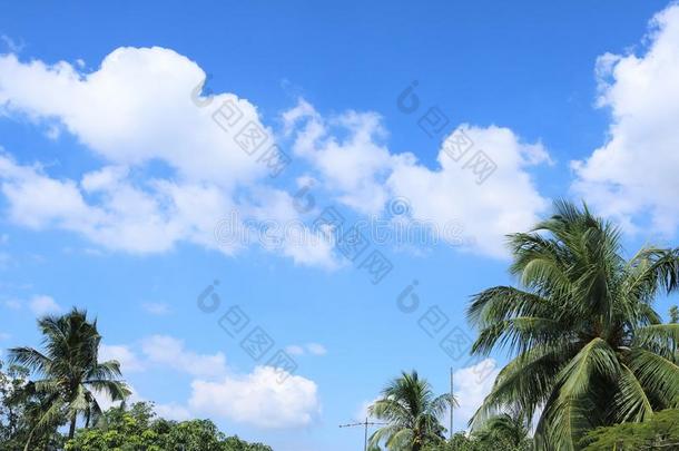 蓝色天和云和手掌树