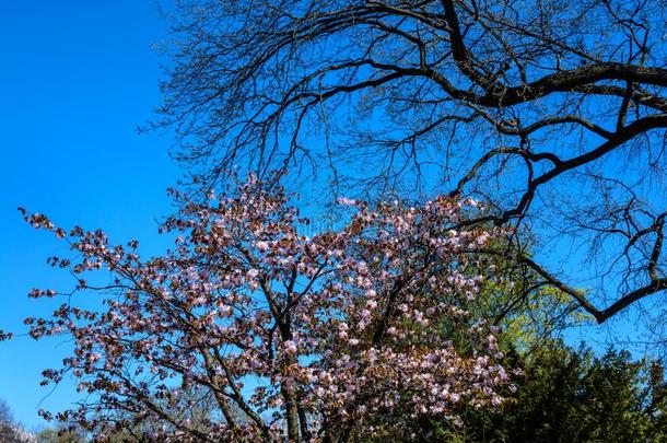 全景画关于樱桃花树胡同采用花园向一新鲜的同意