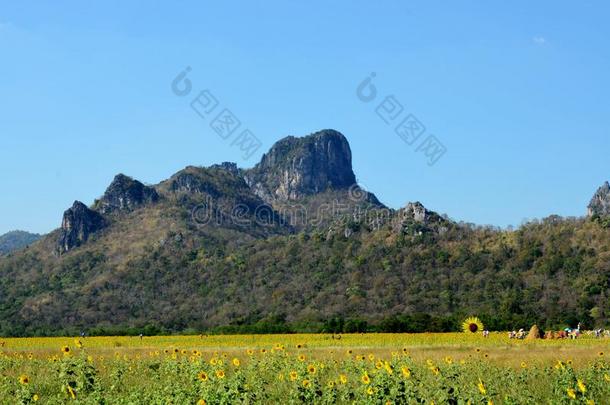 向日葵田,山中国和洛布里,Thail和