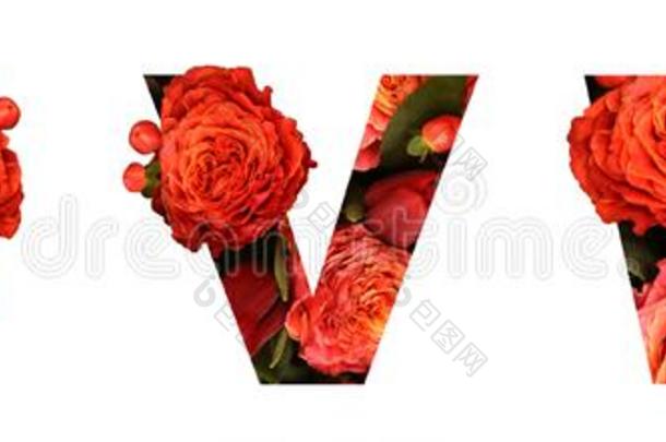 花的字体信UVW从一re一l红色的-or一nge玫瑰为明亮的英语字母表中的第四个字母
