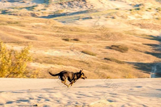 狗跑步通过沙丘