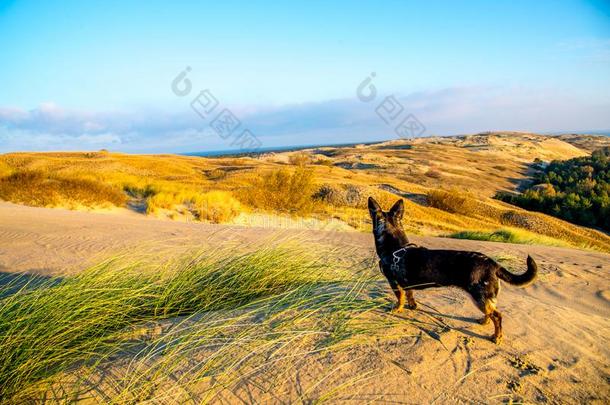 小的狗采用沙丘风景