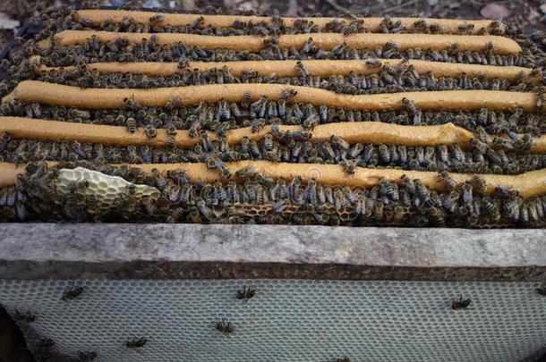 怎样向给予蜂蜜蜜蜂向吃大豆餐在的时候指已提到的人护理Sweden瑞典