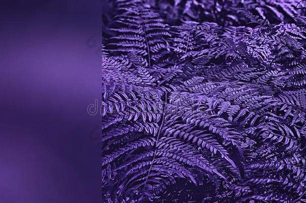 过激的紫罗兰羊齿植物树叶特写镜头和复制品空间