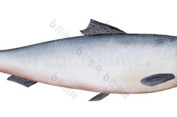 小的海鱼水彩画说明在大西洋里的鲱鱼,撒迪