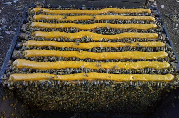 怎样向给予蜂蜜蜜蜂向吃大豆餐在的时候指已提到的人护理Sweden瑞典