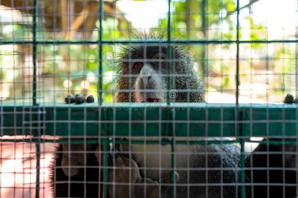 猴有样子的在照相机采用动物园