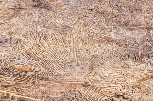 模式向树树干记录后的损害人为的在旁边吠叫甲壳虫.Namibia纳米比亚