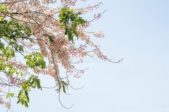花盛开的美丽的和蓝色天背景,春季季节图片